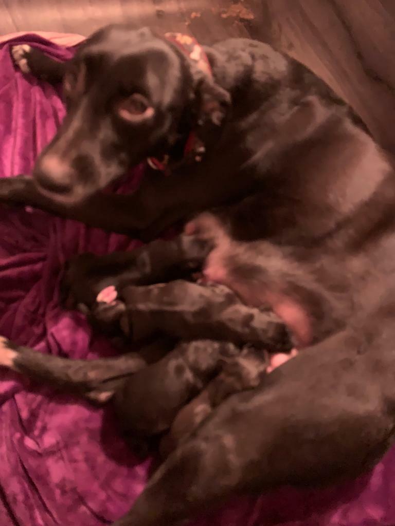 gumtree lurchers